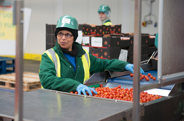 Manufacturing tomatoes